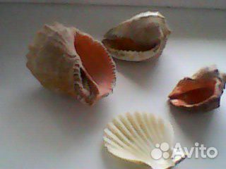 Ракушки