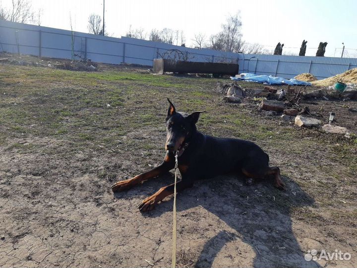 Собака в добрые руки доберман