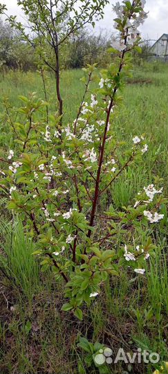 Вишня скрещеная с черешней (саженцы)