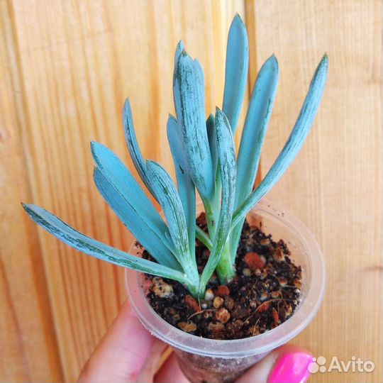 Суккуленты редкие пухляши и не только