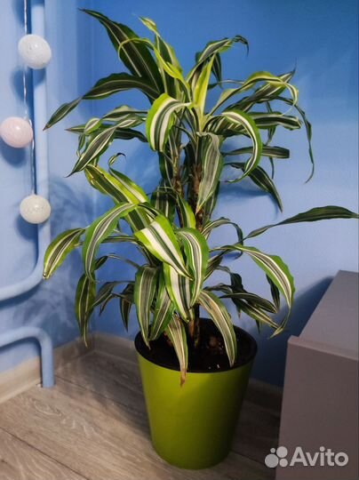 Драцена отогнутая