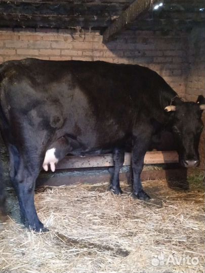 Корова дойная