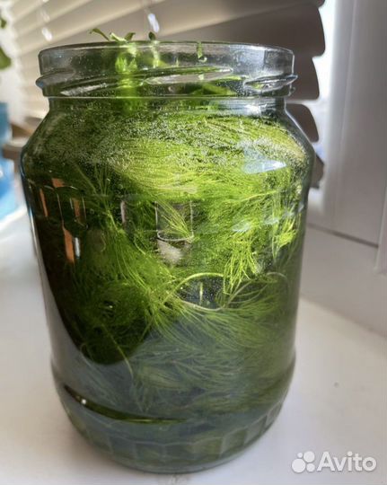Водоросли для аквариума