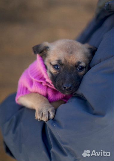 Щенки из приюта очень ждут своего человека