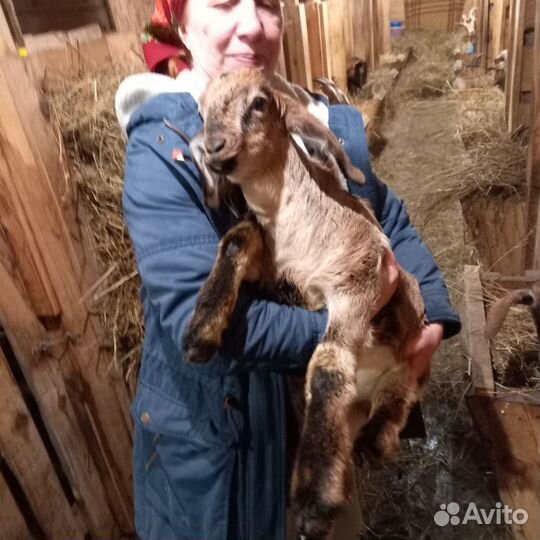 Процентные нубийские козлята