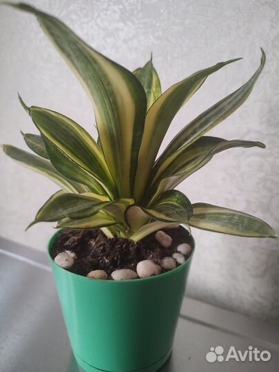 Сансевиерия голден ханни