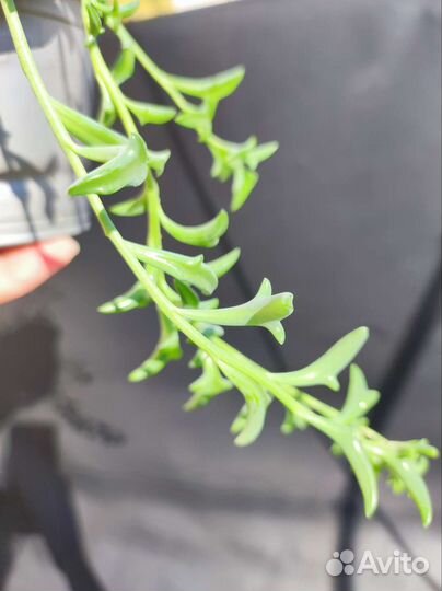 Крестовник Перегринус (Дельфинчики) - детки