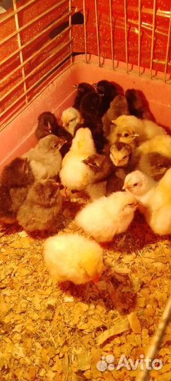 Цыплята