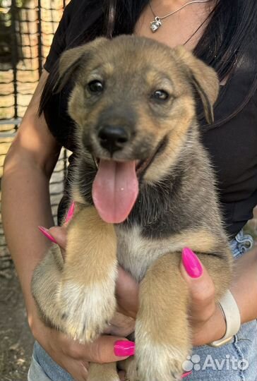 Щенки от крупной собачки бесплатно