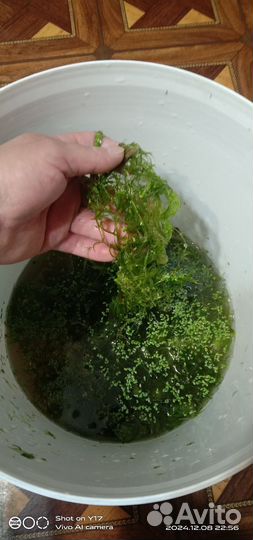 Растение для аквариума