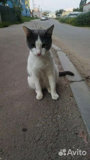 Бездомный кот ищет счастливое будущее