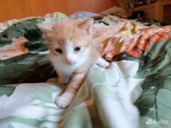 Кошки в добрые руки бесплатно