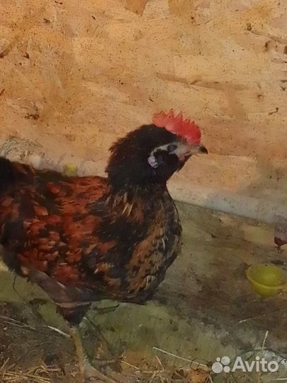 Молодые петушки