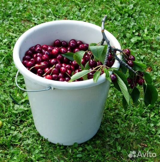 Вишня ягода свежая