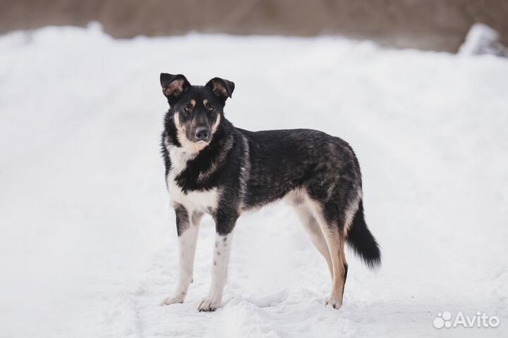 Собака Барри