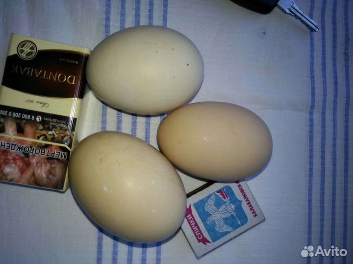 Инкубационное яйцо юрловские куры