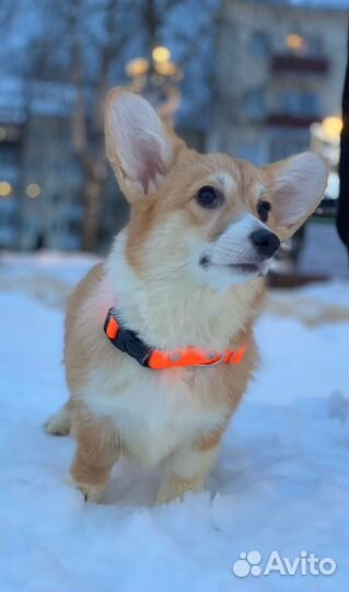 Вельш-корги пемброк