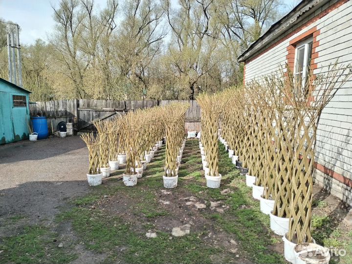 Плетеные деревья из ивы