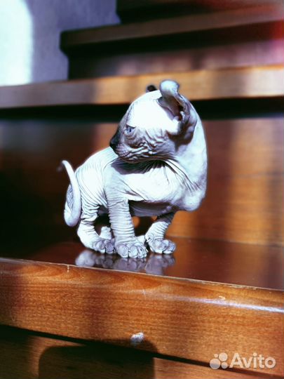 Канадский сфинкс котенок