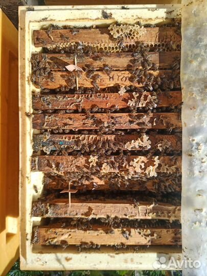 Мёд луговой с гречишным