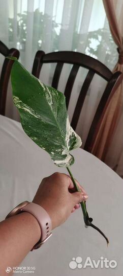 Манстера альба