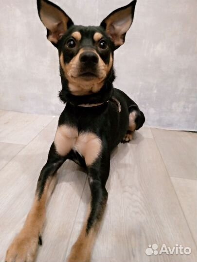 Мини доберман мальчик. Вязка