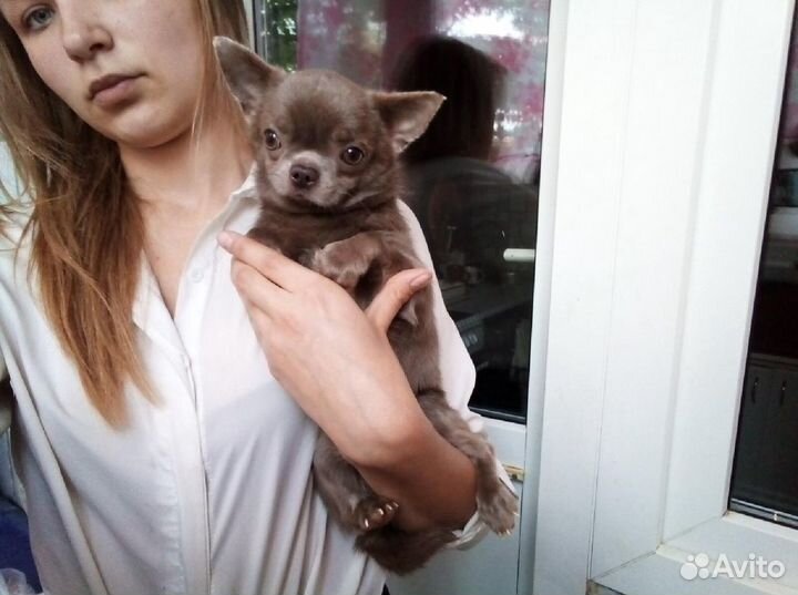 Вязка.Чихуахуа мини лиловые кобели