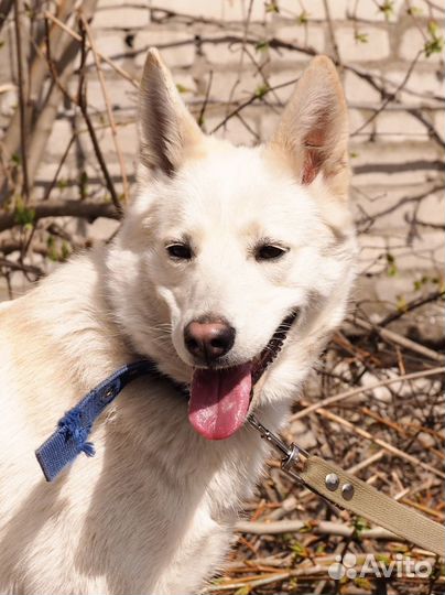 Собака Люба