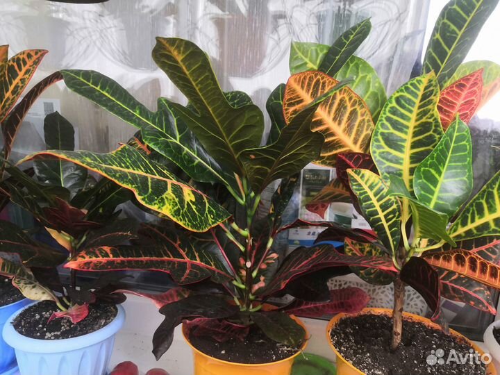 Цветок Кротон Петра