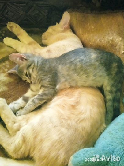 Отдам котят в добрые руки