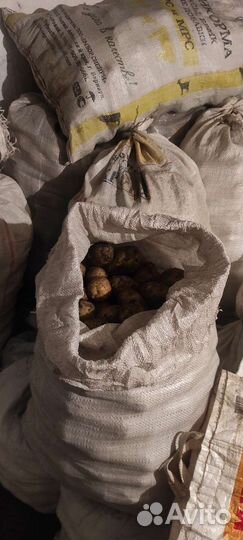 Продам картофель
