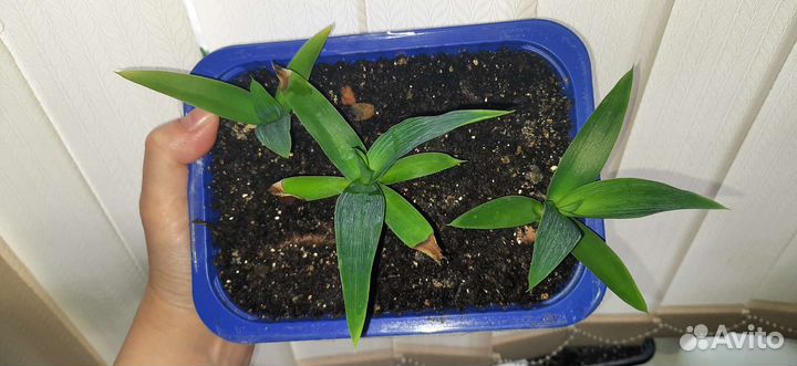 Пальма юкка