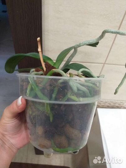 Орхидея Дикий кот бабочка Голландия