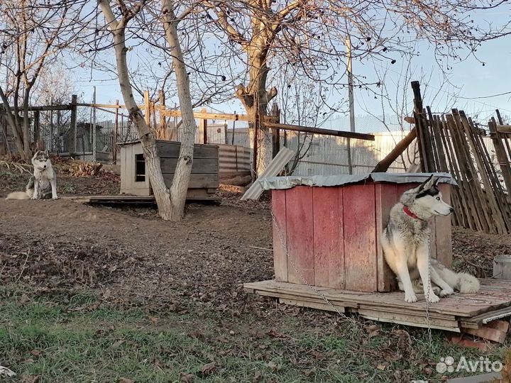 Отдам хаски