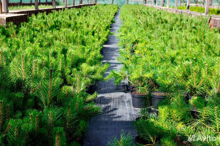 Саженцы ели, сосны, дуба, каштана, ореха, туи, бук