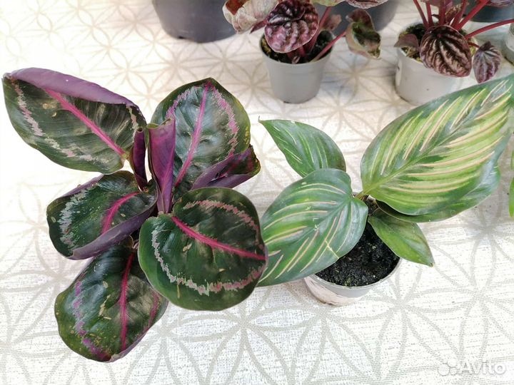 Мирты, Пеперомии, калатеи