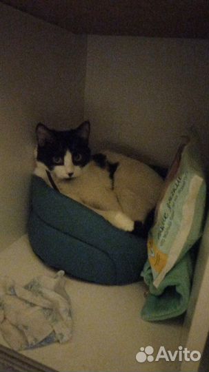Кошка в дар