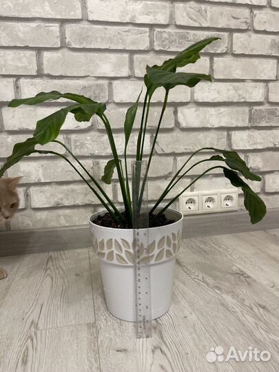 Спатифиллум