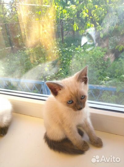 Тайские сиамские котята