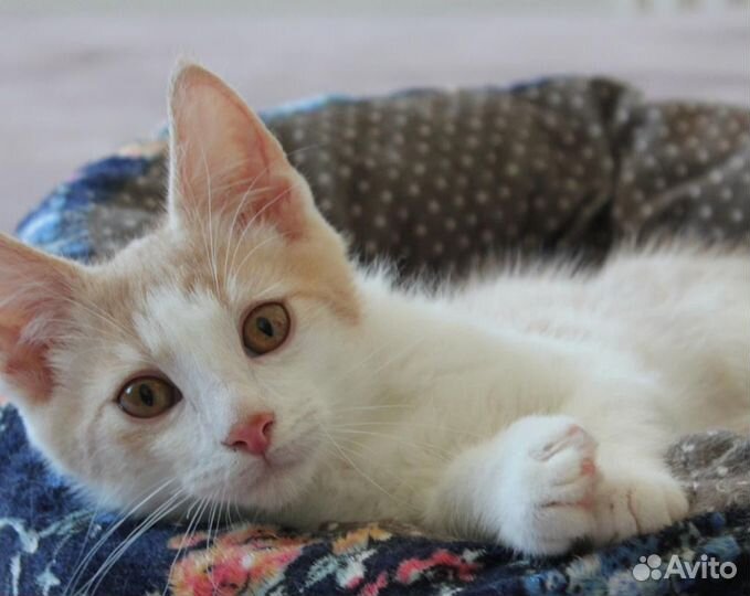 Котенок в добрые руки