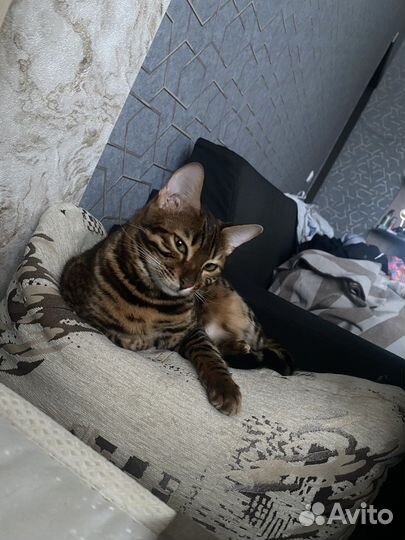 Продам бенгальскую кошку