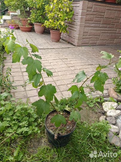 Калина бульденеж