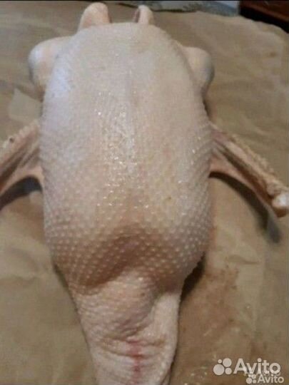 Тушки Гусей