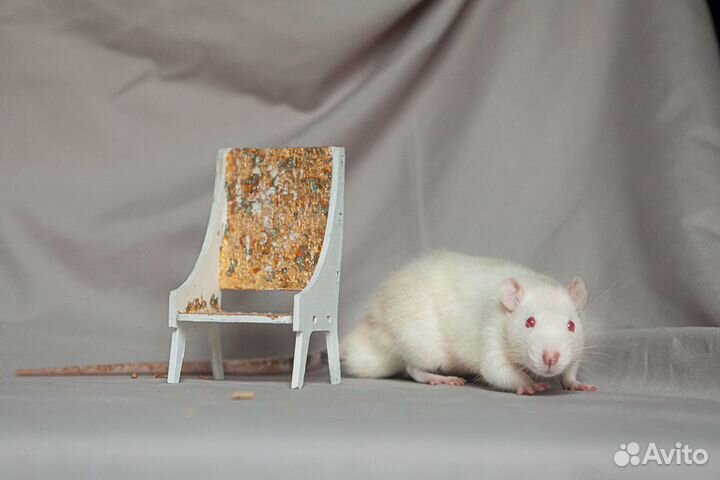 Крысы-мальчики из вивария ищут дом