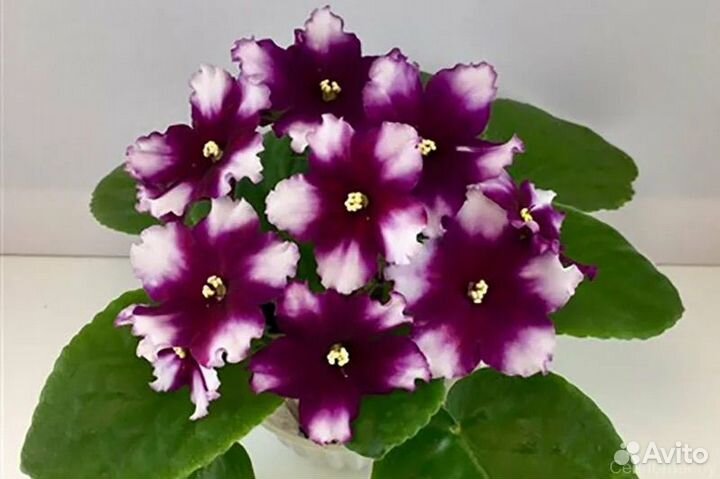 Фиалка набор сортовых фиалочек