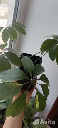 Хлорофитум Бонни, Грин Оранж, шефлера, монстера