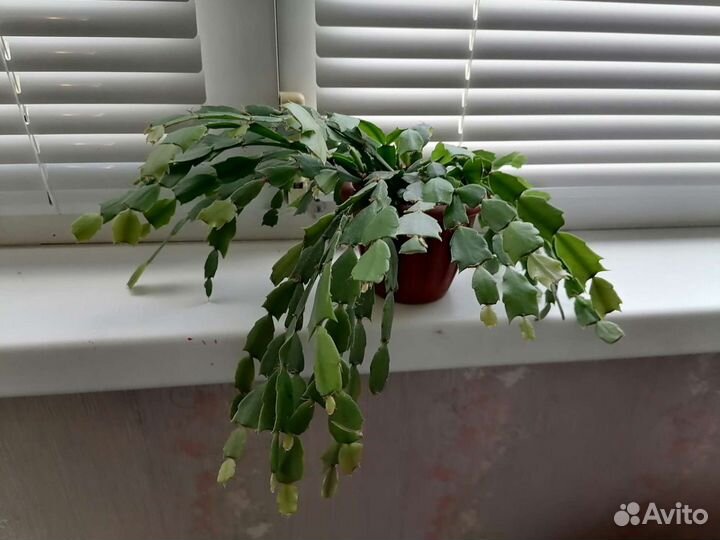 Комнатные цветы