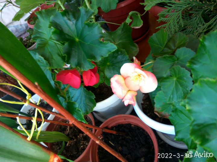 Бегонии другие цветы