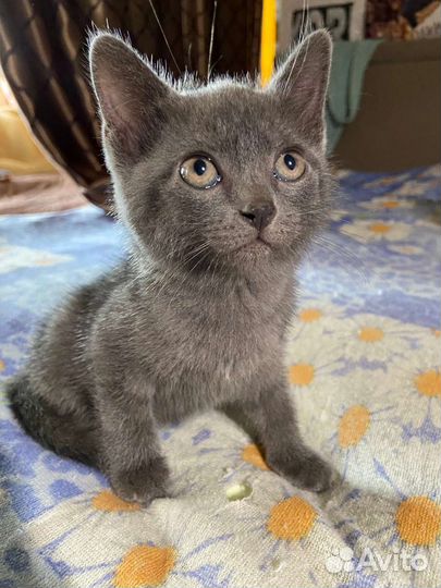 Котёнок британец в добрые руки