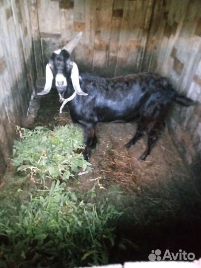 Нубийский козел